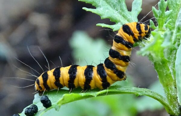 Cinnabar moth caterpillar