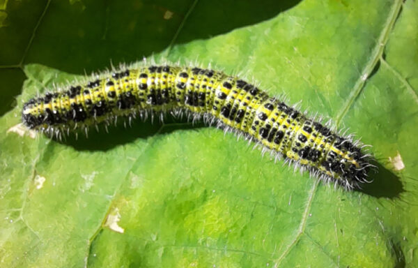Large white butterfly caterpillar
