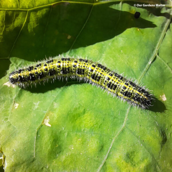 The Cabbage white, also known as the large white butterfly, derives its name from its food source - members of the cabbage family, scientifically known as Brassicas.