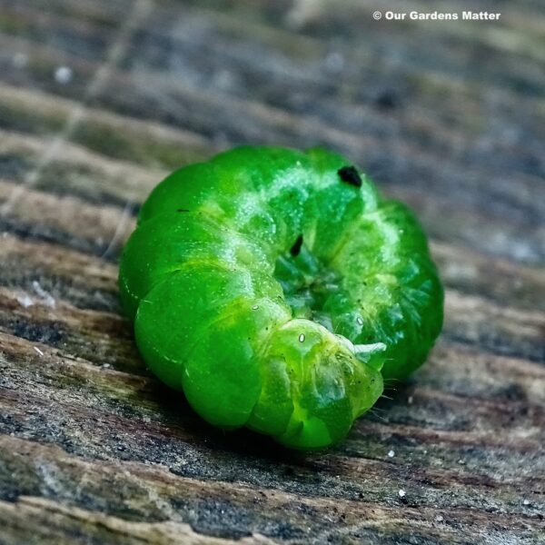 The caterpillars of the angle shades moth are chunky and typically green or brownish in colour, with faint stripes on each segment.