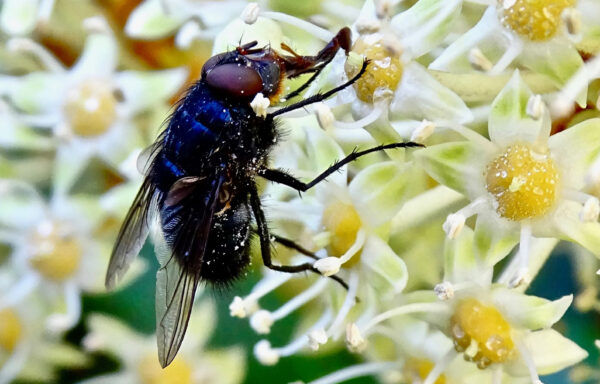 Blue bottle fly
