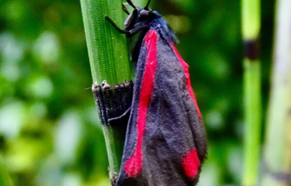 Garden moths