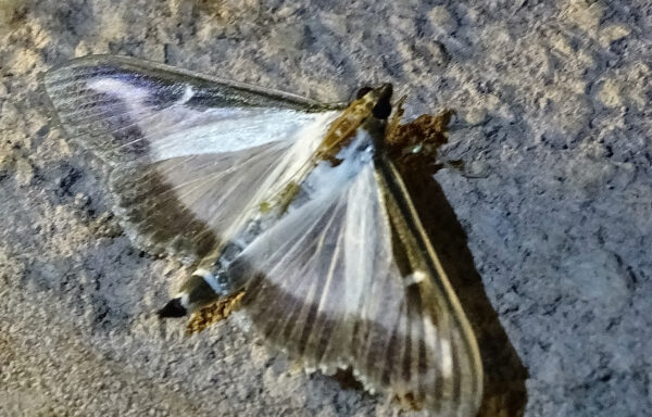Box tree moth