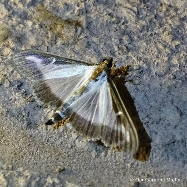 Box tree moth, it was accidentally introduced to the UK originating from South East Asia andirst spotted in 2007.