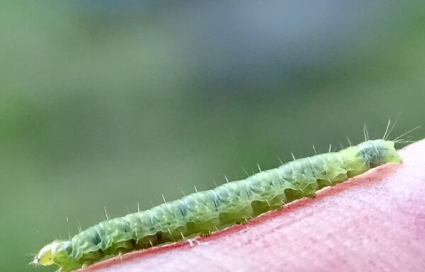 Tortrix moth caterpillars