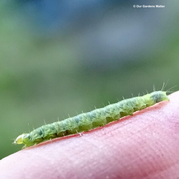Two species of tortrix moth feed on a wide range of garden plants in the UK. These are the carnation tortrix and light brown apple moth.