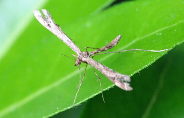 Brindled plume moth