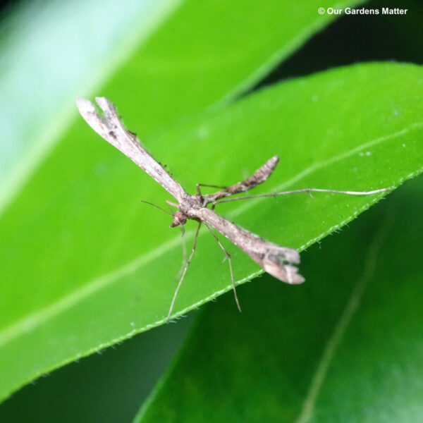 Brindled Plume Moth! This species is widely distributed throughout much of Britain and exhibits two distinct generations.