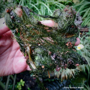 Managing blanket weed in garden ponds