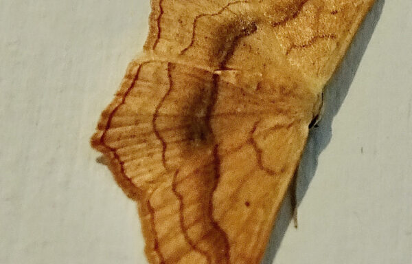 Small blood-vein moth