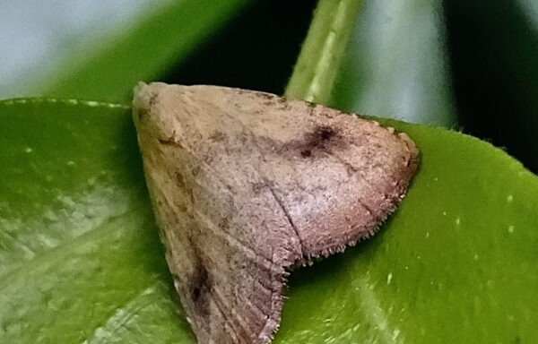 Straw dot moth