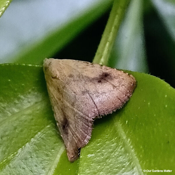 The straw dot moth (Rivula sericealis) is a small but fascinating species found in southern Britain.