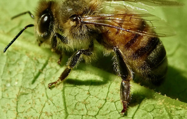 Honey bee