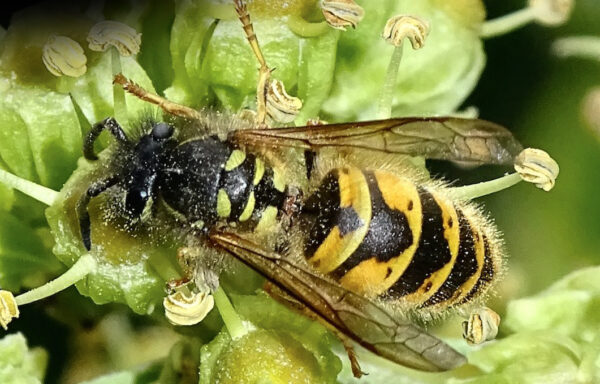 Common Wasp