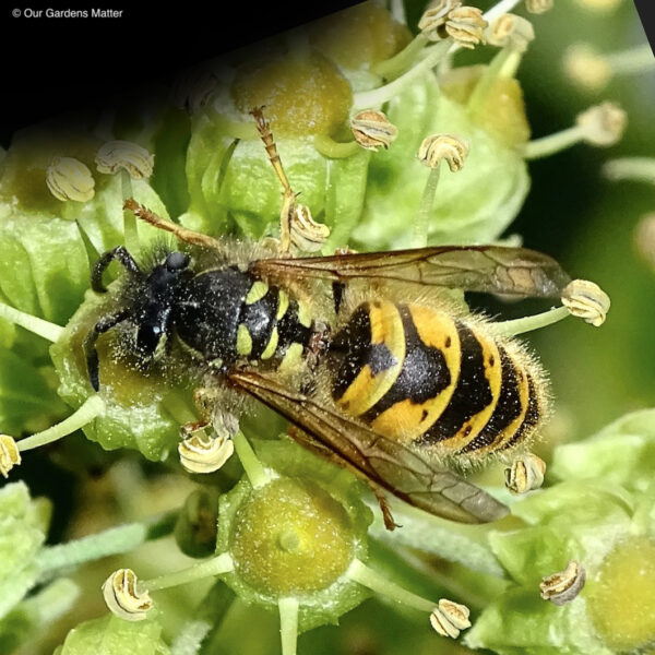 Common wasps are industrious insects that nest in sizable colonies, often occupying gaps in houses and roof and sheds.