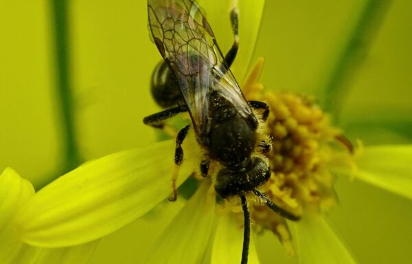 Sweat bee