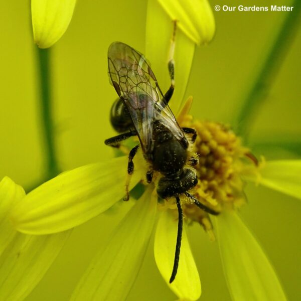 he adult female sweat bees are predominantly black and metallic, with distinctive white hairs adorning the upper part of their abdominal segments.