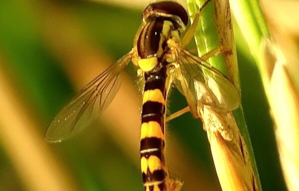 The long hoverfly