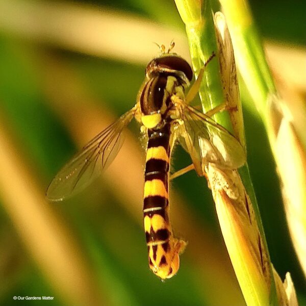 he long hoverfly, also known as Sphaerophoria scripta, is a fascinating and common species of fly in the Syrphidae family