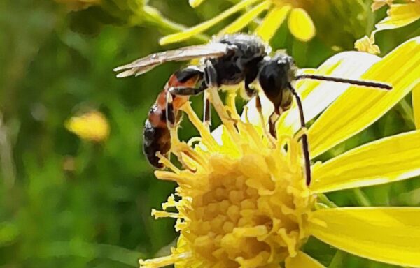 Box-headed blood bee