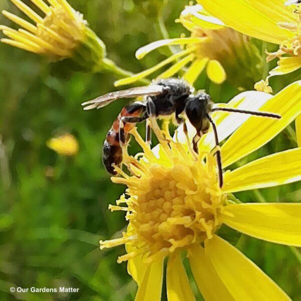 Box-headed bees are medium-sized black bees with red abdomens. They exhibit a cleptoparasitic behaviour, targeting various Furrow bee species.