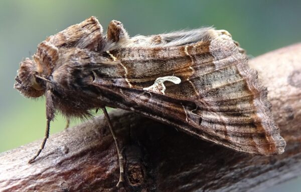 Silver Y moth