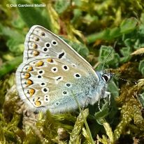 Common blue butterfly