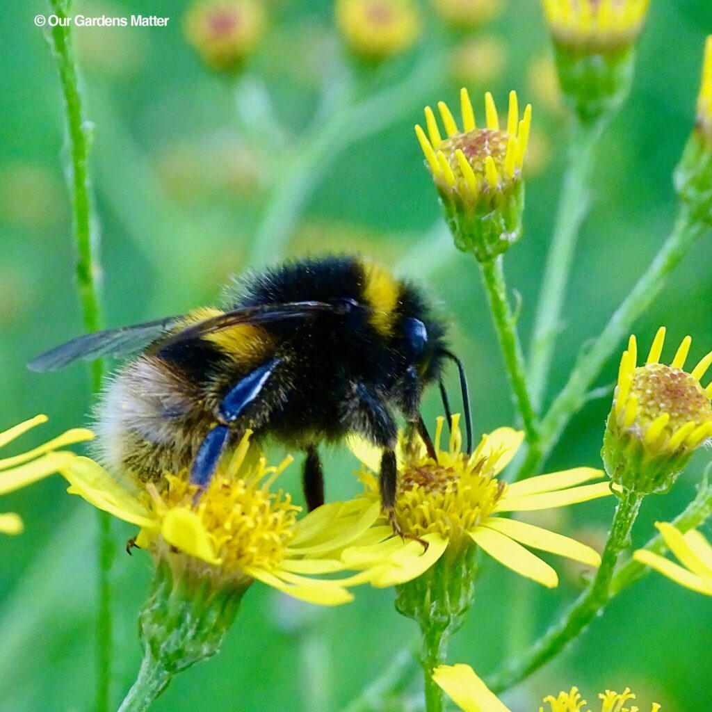 The white-tailed bumblebee is a very common bumble bee that emerges early in the spring and can be seen feeding on flowers right through to the autumn.