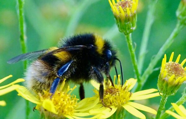 White-tailed bumblebee