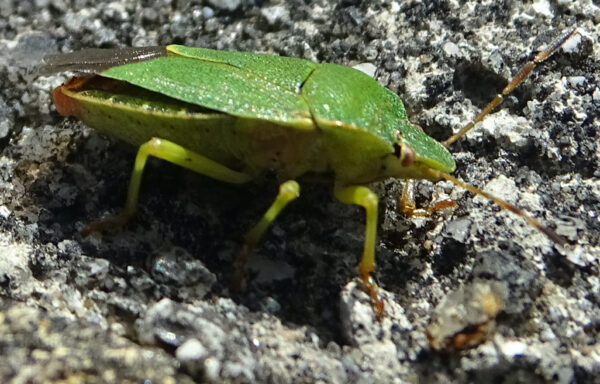 Garden bugs
