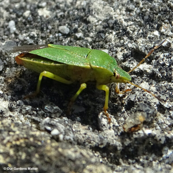 The green shield-shaped bug is widely found in England and Wales, although its presence in Scotland is less frequent.