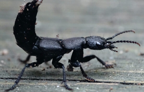 Devil’s coach horse’ beetle