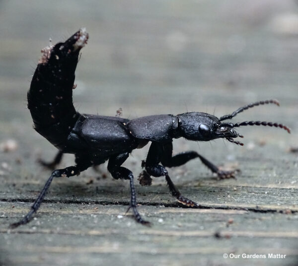 In defence mode the devil's coach horse beetle raise their tail like a scorpion, just like in the photo. Watch out for these guys, they are voracious predators and with those big jaws can deliver a painful bite.