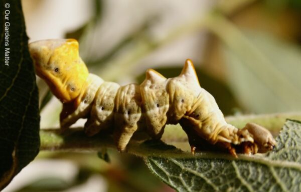Pebble prominent caterpillar