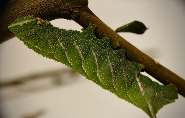 Eyed hawk-moth caterpillar