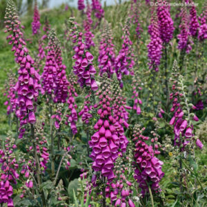 Group of foxgloves growing wild.