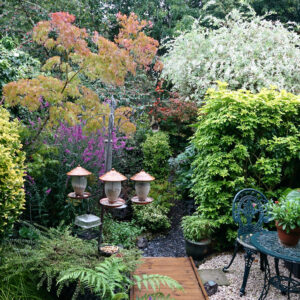 Creating a mini nature reserve in my back garden