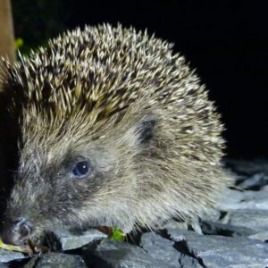 Helping hedgehogs