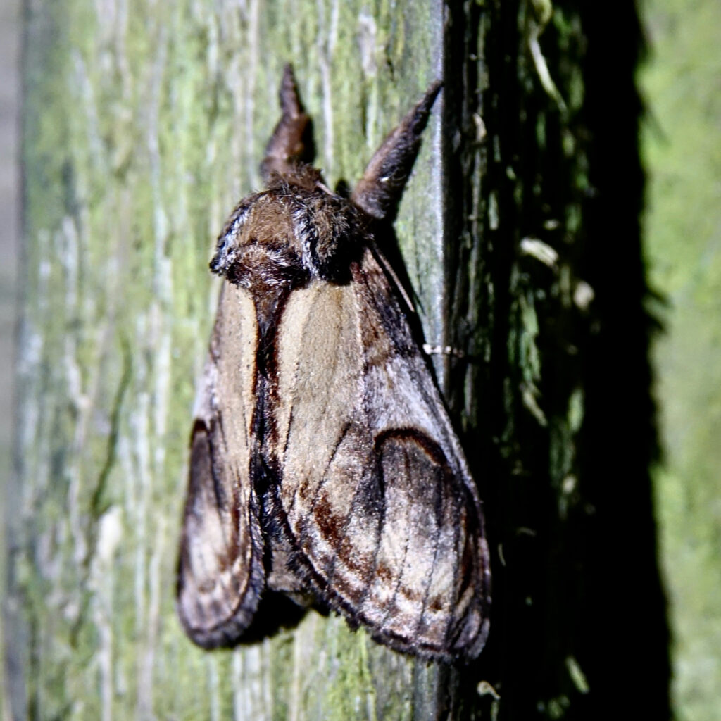 Pebble Prominent - Notodonta ziczac