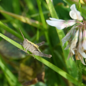Common Field Grasshopper