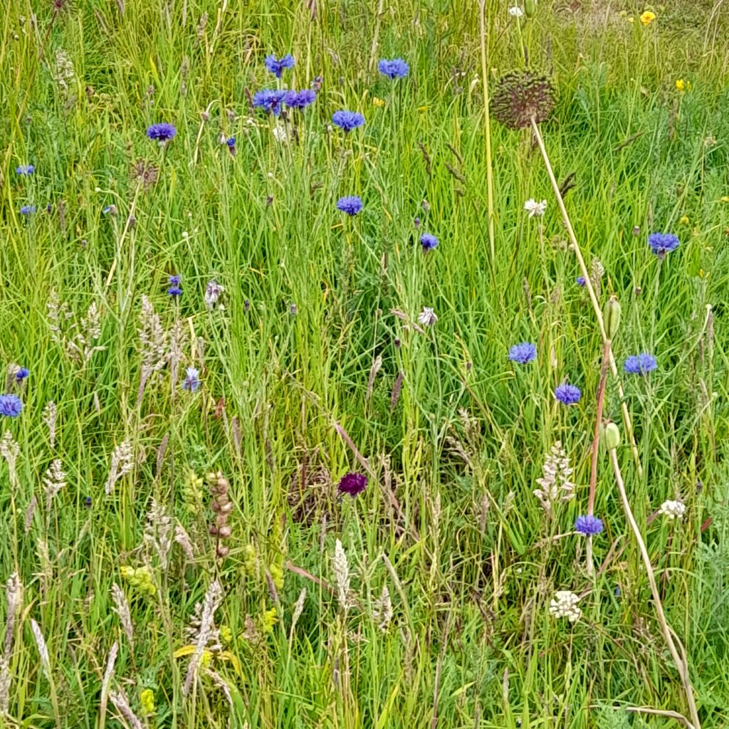 A thriving garden lawn meadlow full of life