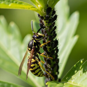Wasp collecting aphids